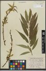 Foto von Salix alba L. x Salix fragilis L.